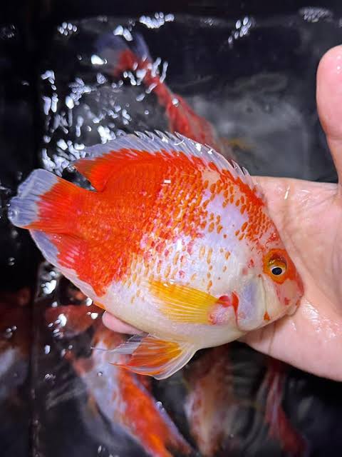 Santa Parrot Fish