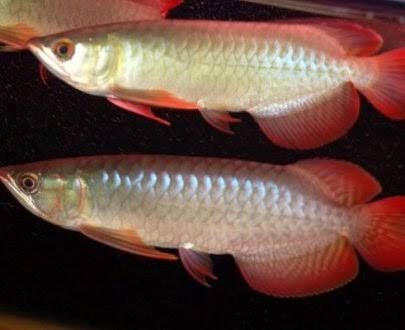 Super Chilli Red Arowana