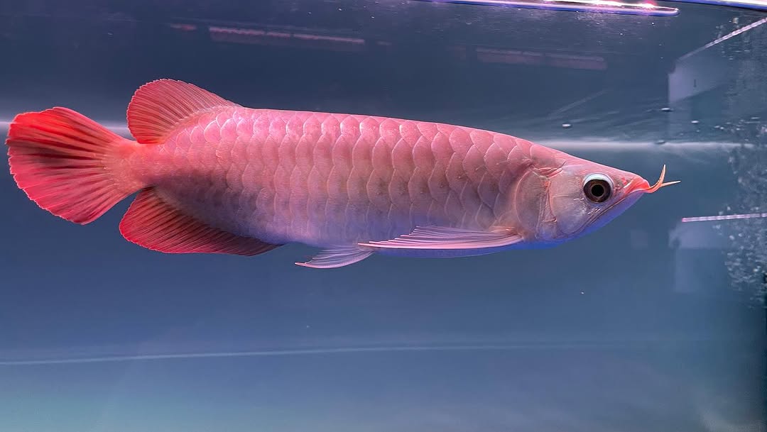 Sepauk Super Red Arowana