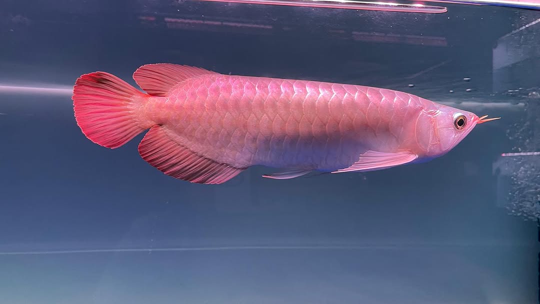 Sepauk Super Red Arowana