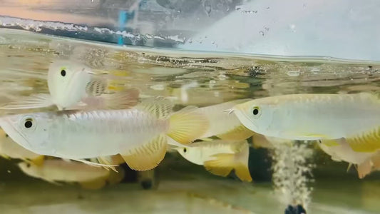 Super High Back Golden Arowana SHBG (INDONESIA)