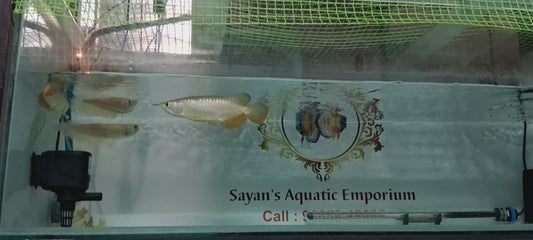 Red Tail Golden Arowana RTG (INDONESIA)