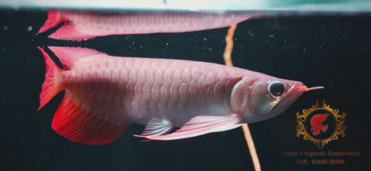 Sepauk Super Red Arowana