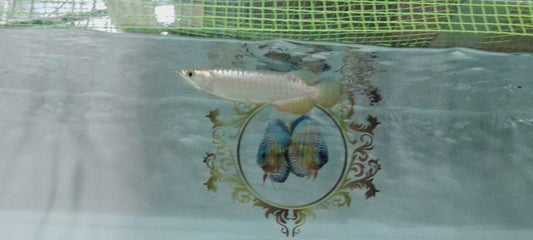 Red Golden Arowana (RTG)