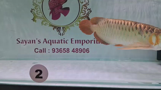 Indo Super Red Arowana (Adult)