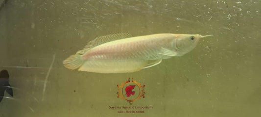 Albino Silver Arowana