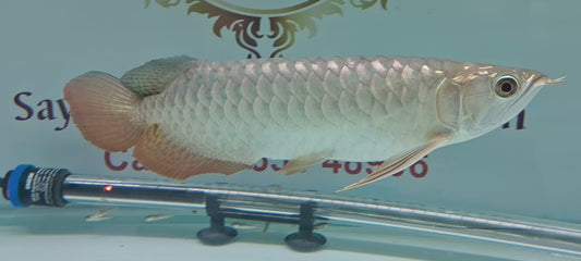 High Back Golden Arowana (HBG)