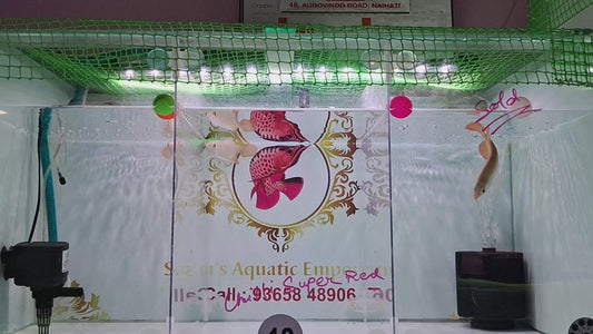 Chilli Super Red Arowana