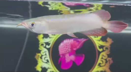 Indo Super Red Arowana