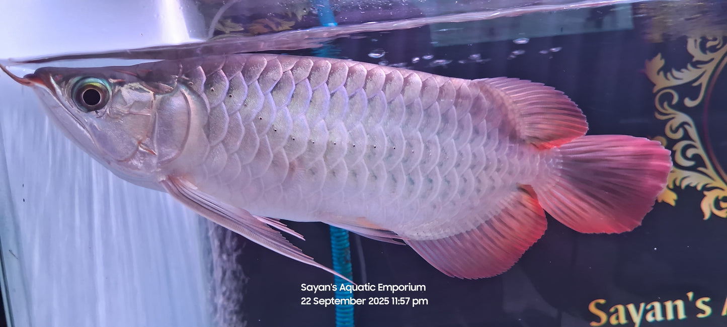 Exotic Short Body Short King Super Red Arowana