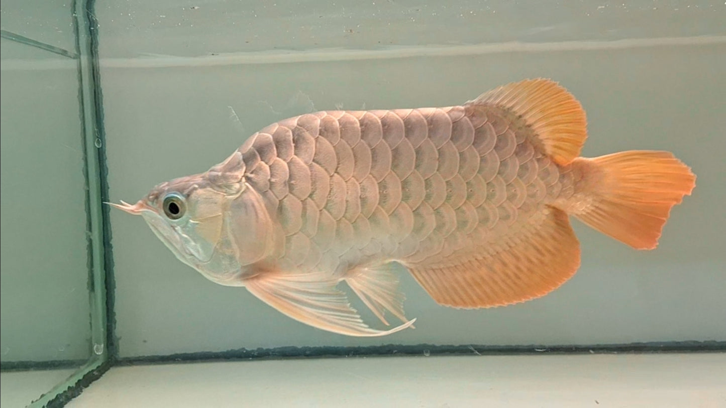 Exotic Short Body Short King Super Red Arowana