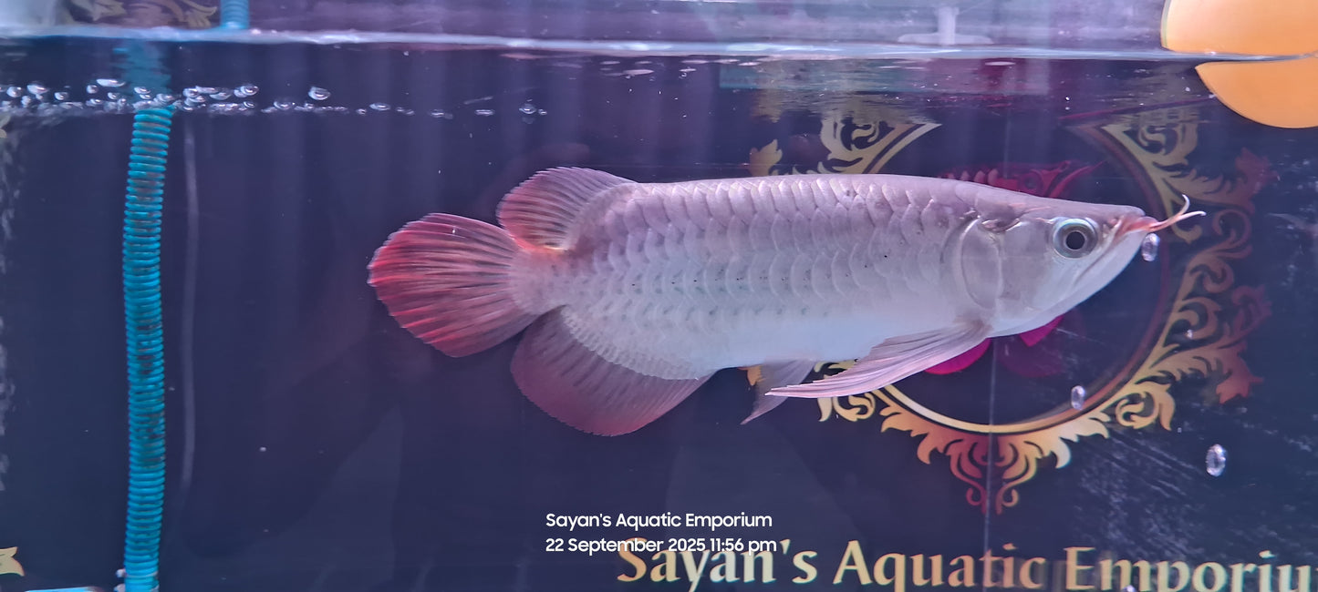 Exotic Short Body Short King Super Red Arowana