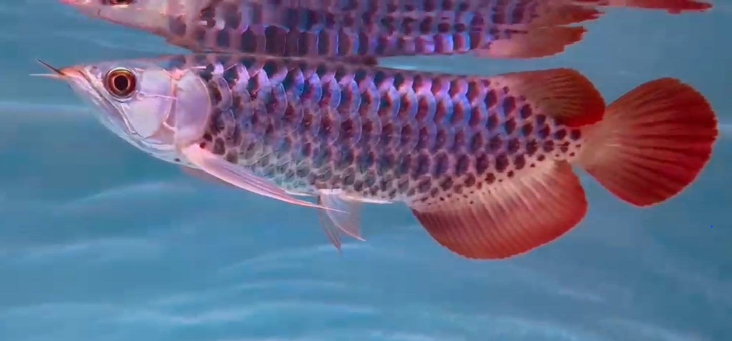Exotic Polka Dotted Super Red Arowana