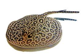 Fresh Water Stingrays