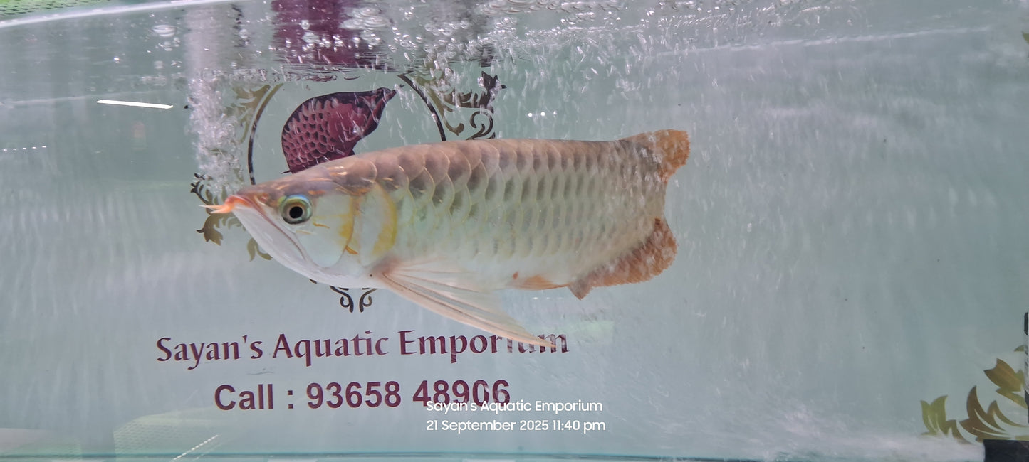 Indo Super Red Arowana (Adult)