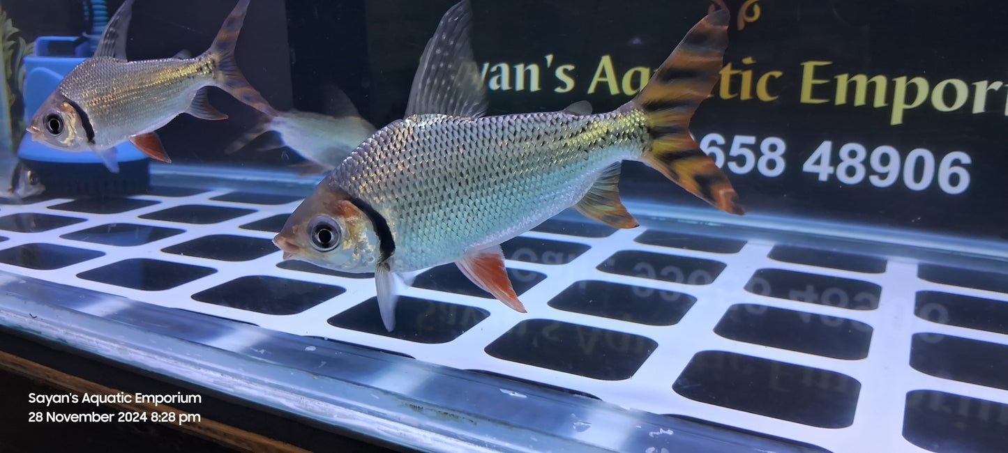 American Red Flagtail (Wild Caught Peru River)