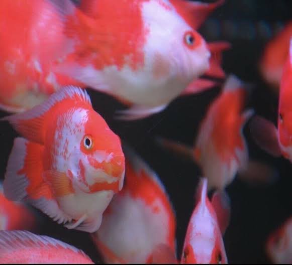 Santa Parrot Fish