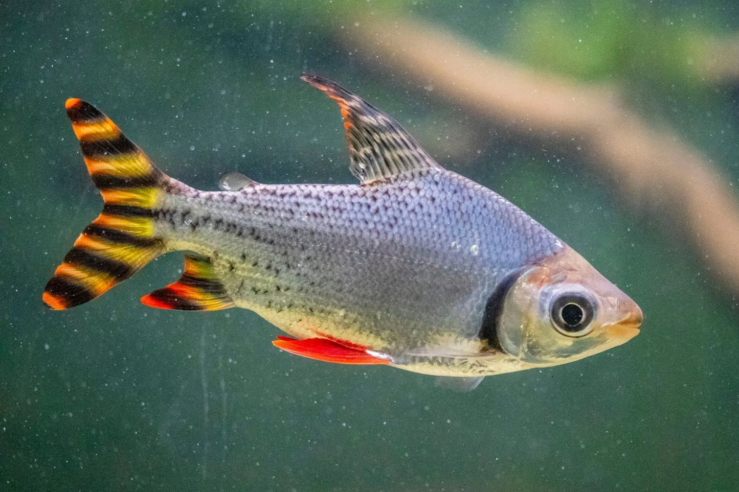 American Red Flagtail (Wild Caught Peru River)