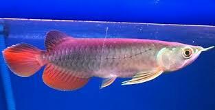 Red Tail Golden Arowana (RTG)