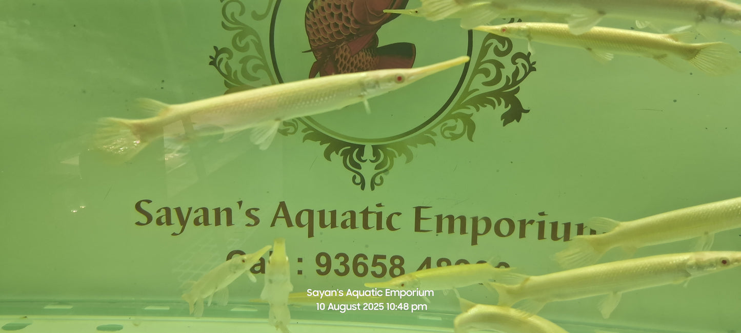 Albino Florida Gar