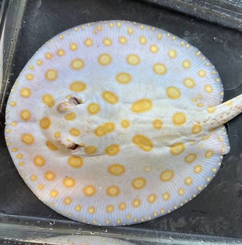 Fresh Water Stingrays