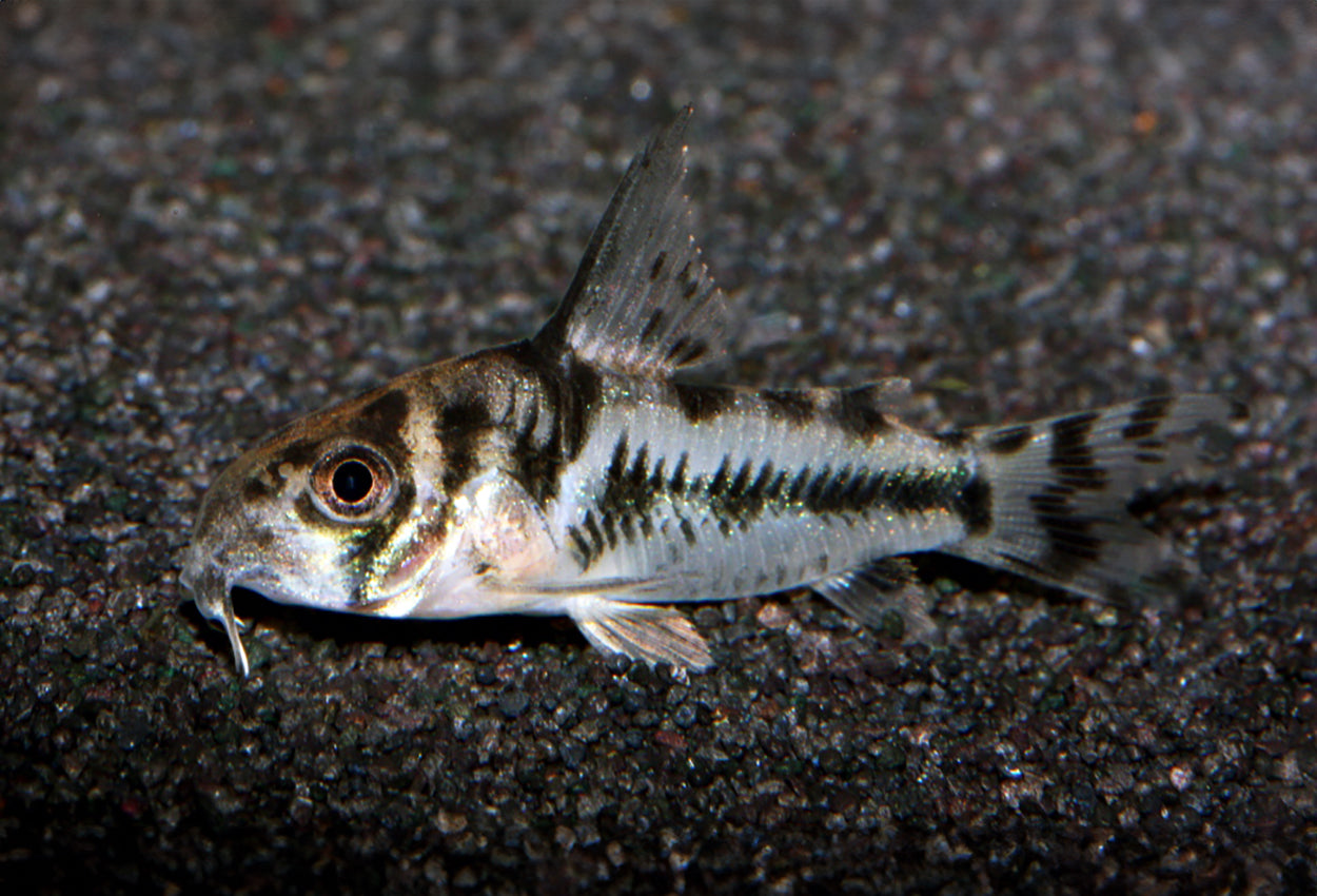 Corydoras Boesemani