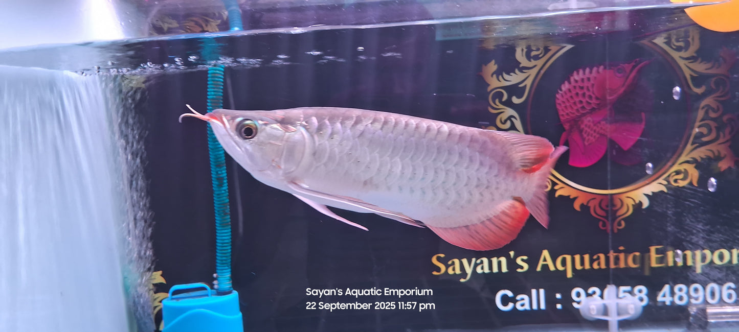 Exotic Short Body Short King Super Red Arowana