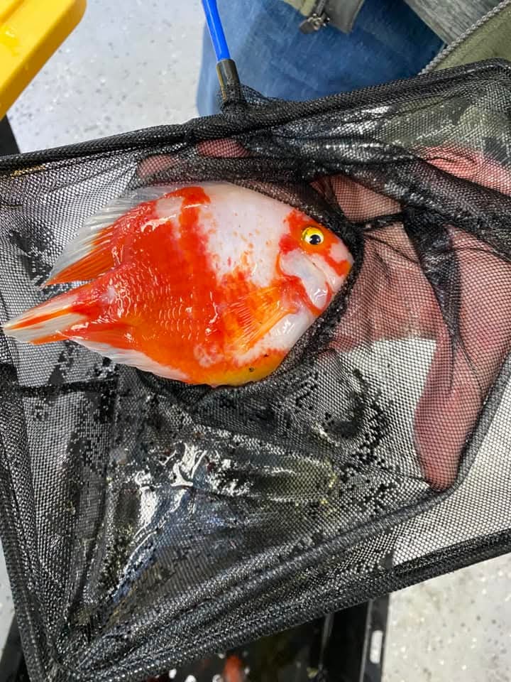 Santa Parrot Fish
