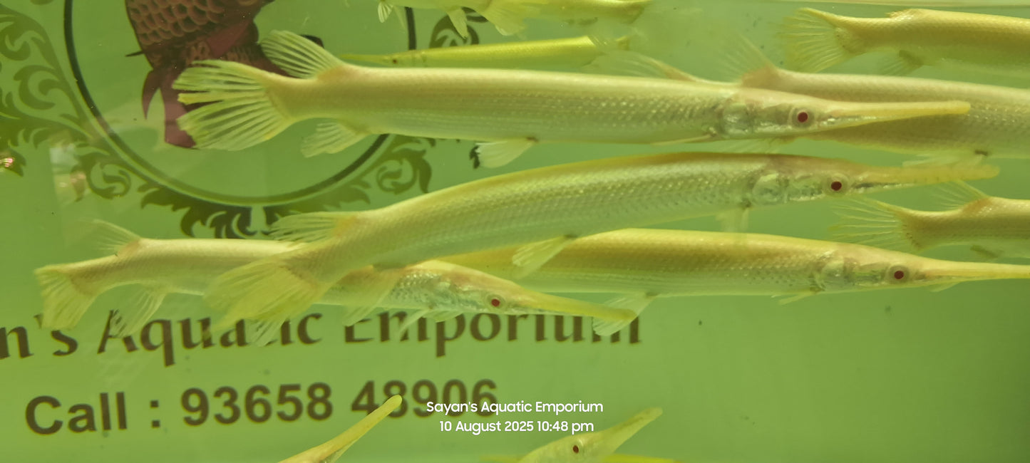 Albino Florida Gar