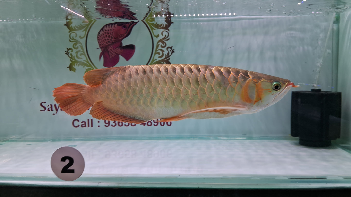 Indo Super Red Arowana (Adult)