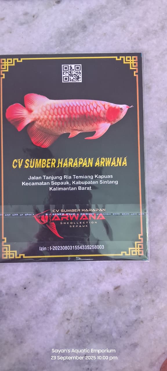 Indo Super Red Arowana (Adult)