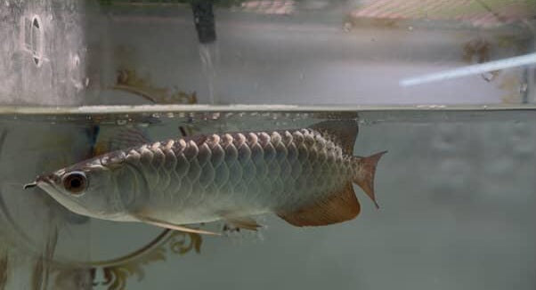 Malaysian 24K Golden Crossback Arowana