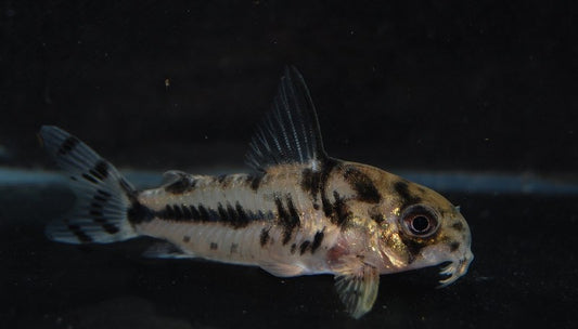 Corydoras Boesemani