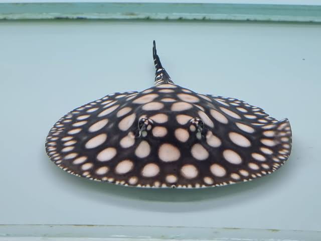 Fresh Water Stingrays