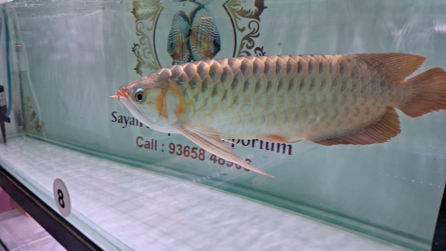 Indo Super Red Arowana (Adult)