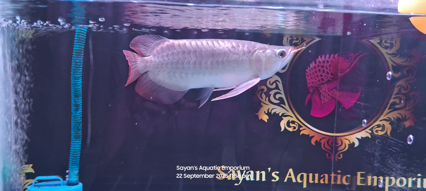 Exotic Short Body Short King Super Red Arowana
