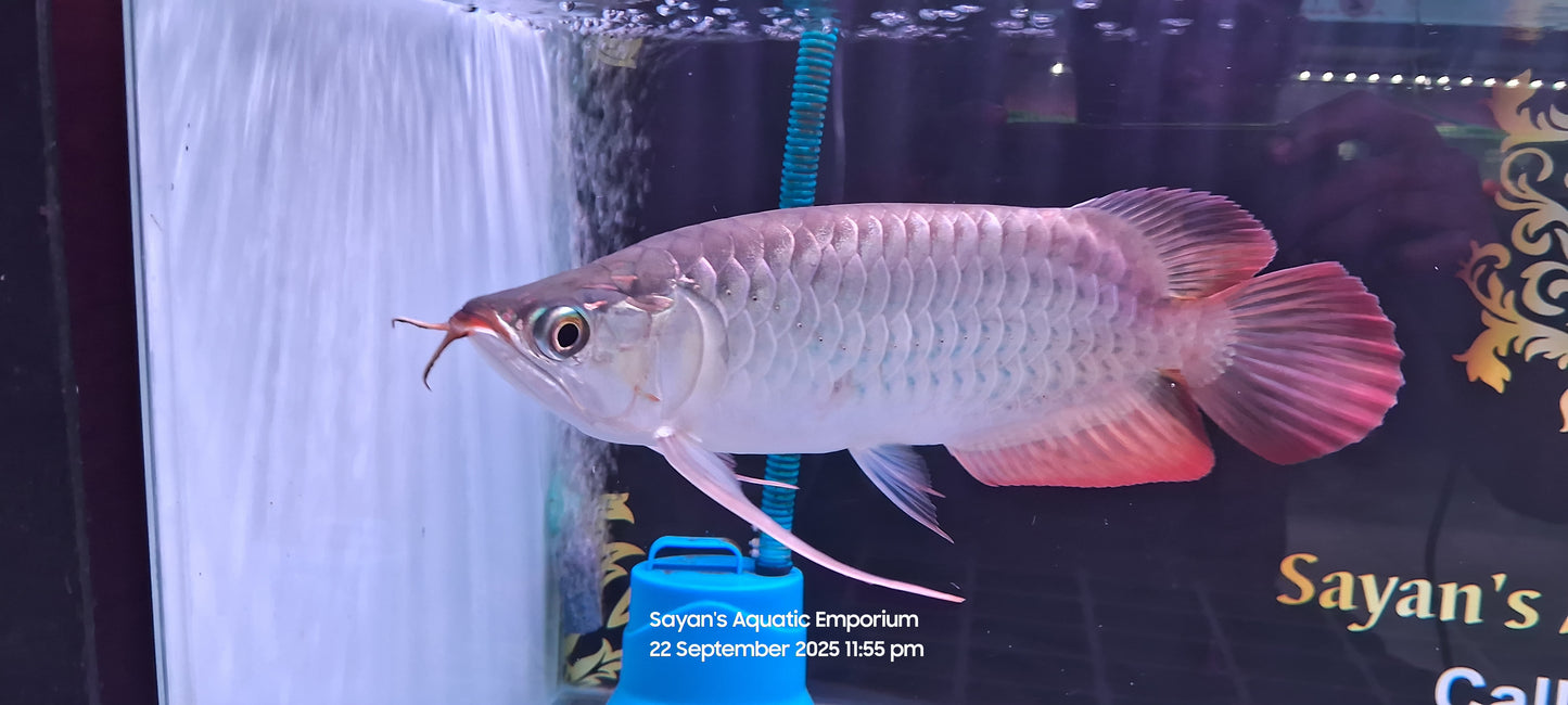 Exotic Short Body Short King Super Red Arowana