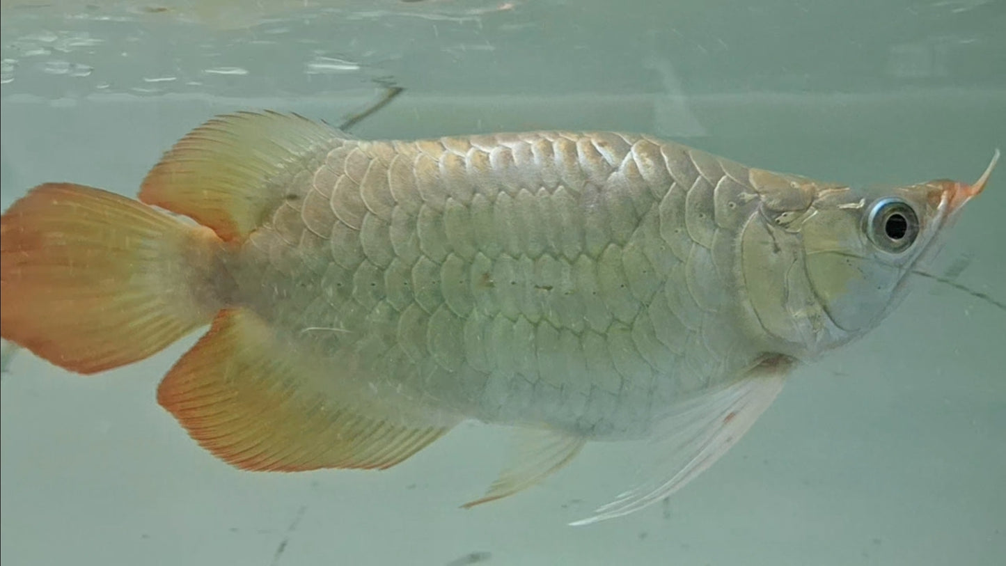 Exotic Short Body Short King Super Red Arowana