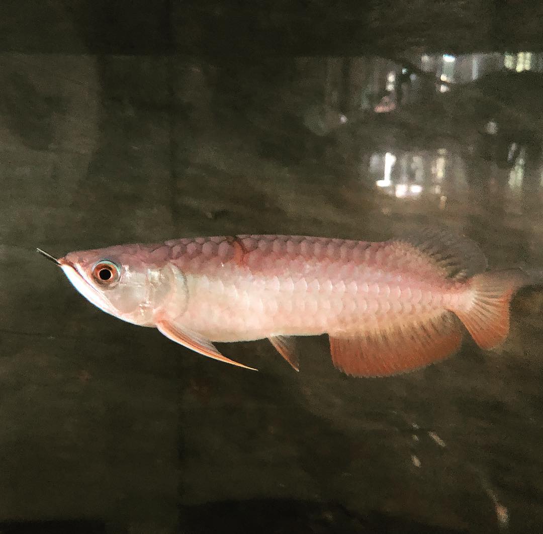 Red Tail Golden Arowana (RTG)