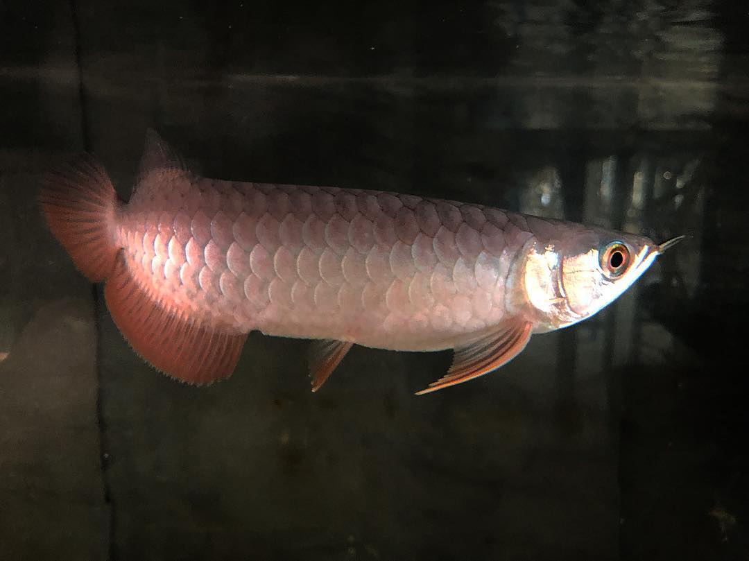 Red Tail Golden Arowana (RTG)